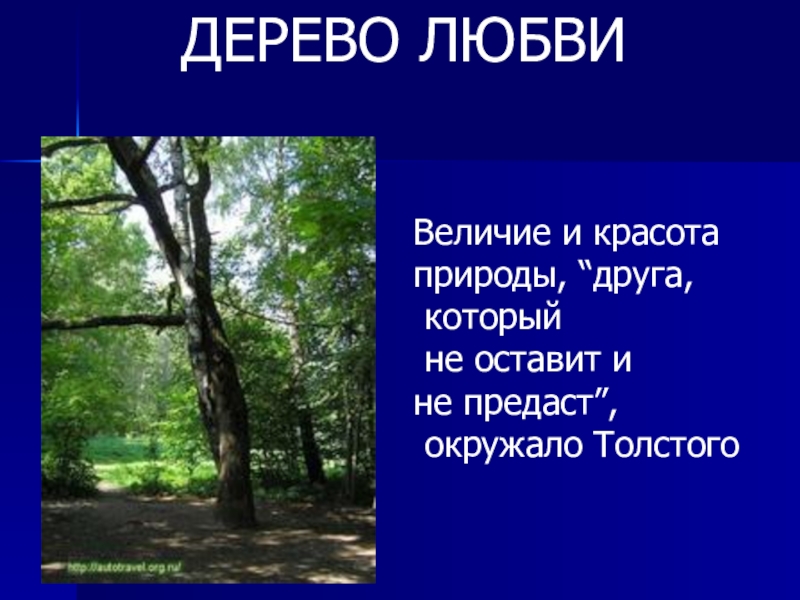 Лев толстой дерево. Ясная Поляна дерево. Ясная Поляна дуб Толстого. Ясная Поляна дерево любви. Дерево любви в Ясной Поляне.