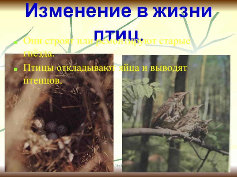 Анатольева Э.В.Изменение в жизни птиц.Они строят или ремонтируют старые гнёзда.Птицы откладывают яйца и выводят птенцов.
