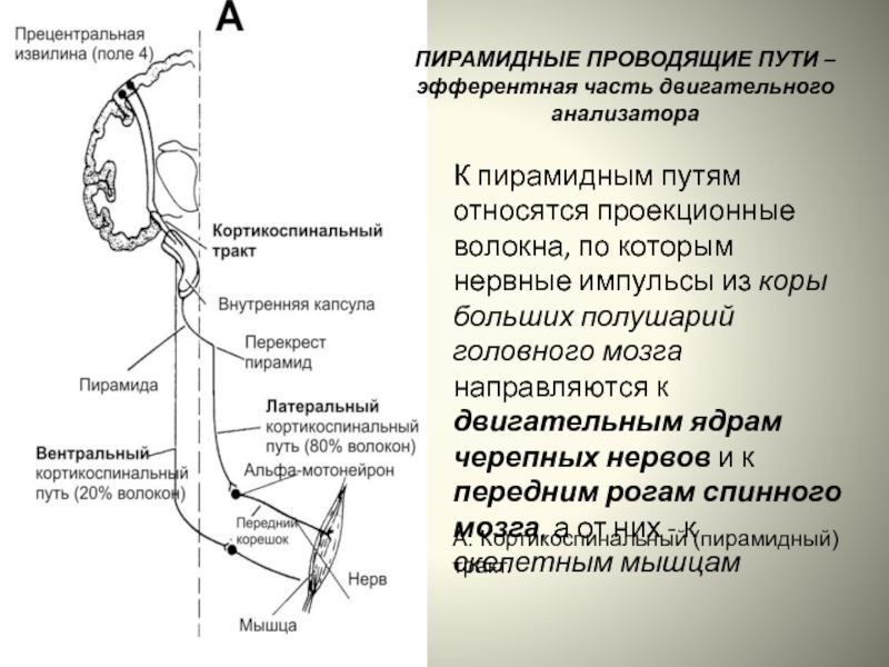 Проводящий анализатор. Проводящий путь двигательного анализатора. Эфферентный путь двигательного анализатора. Проводниковый отдел двигательного анализатора. Строение двигательного анализатора схема.