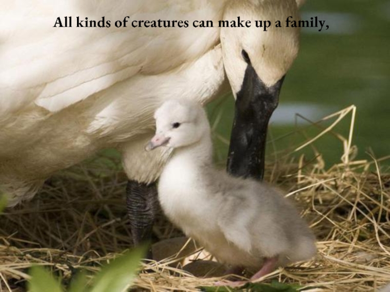 All kinds of creatures can make up a family,