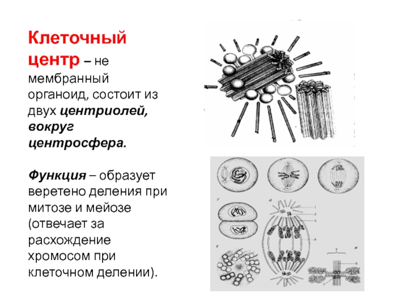 Центр деления. Клеточный центр состоит из двух центриолей. Клеточный центр Веретено деления. Клеточный центр в митозе. Клеточный центральной мембраной органоид.