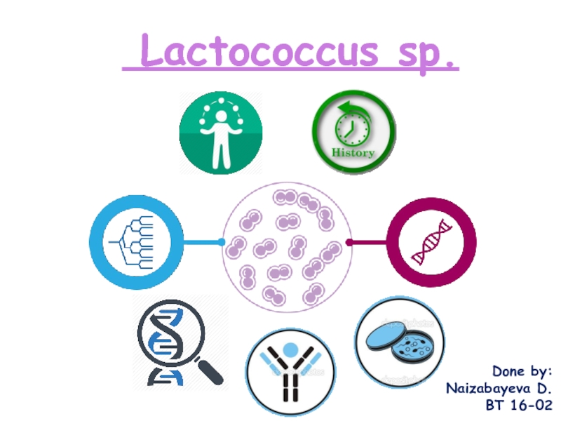 Презентация Lactococcus sp