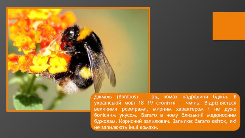 Джміль ( Bombus ) — рід комах надродини бджіл. В українській мові 18—19