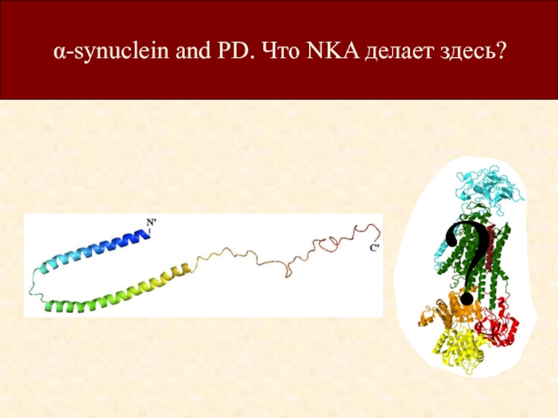α-synuclein and PD. Что NKA делает здесь?