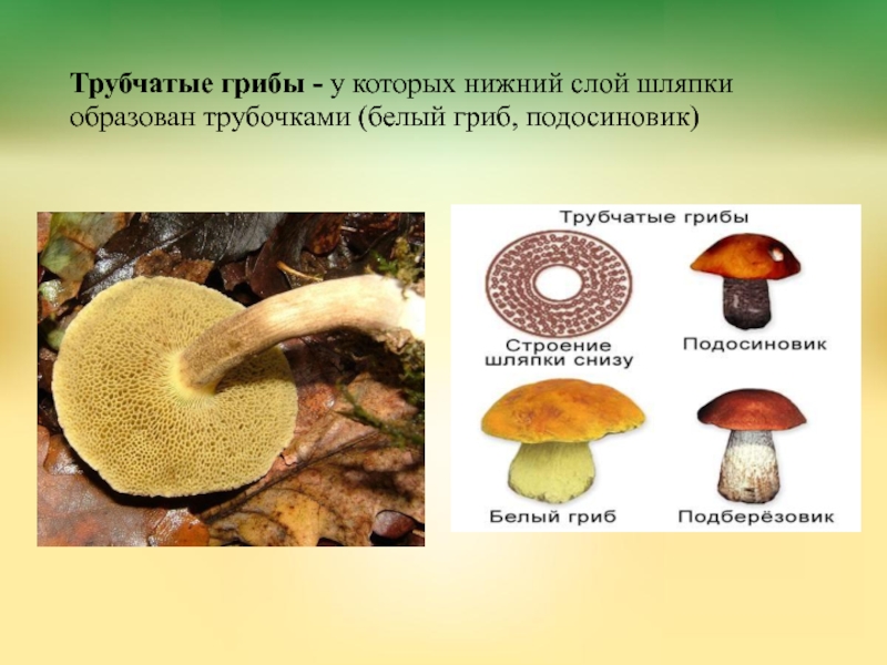 Подосиновик относится к шляпочным грибам. Строение трубчатого гриба. Грибы Шляпочные и трубчатые. Подосиновик трубчатый или пластинчатый гриб. Боровик сетчатый шляпка снизу.