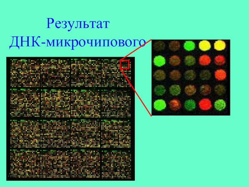 Днк микрочипы презентация