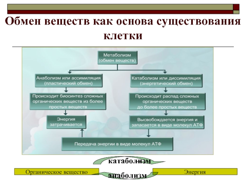 Обмен веществ доклад