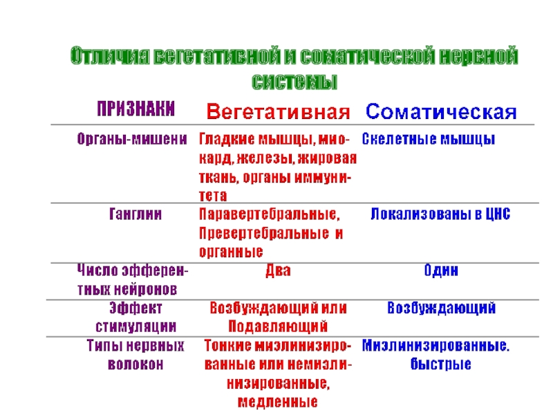 Вегетативная регуляция