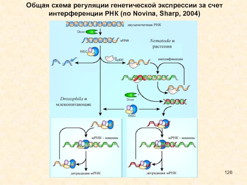 Рнк интерференция схема