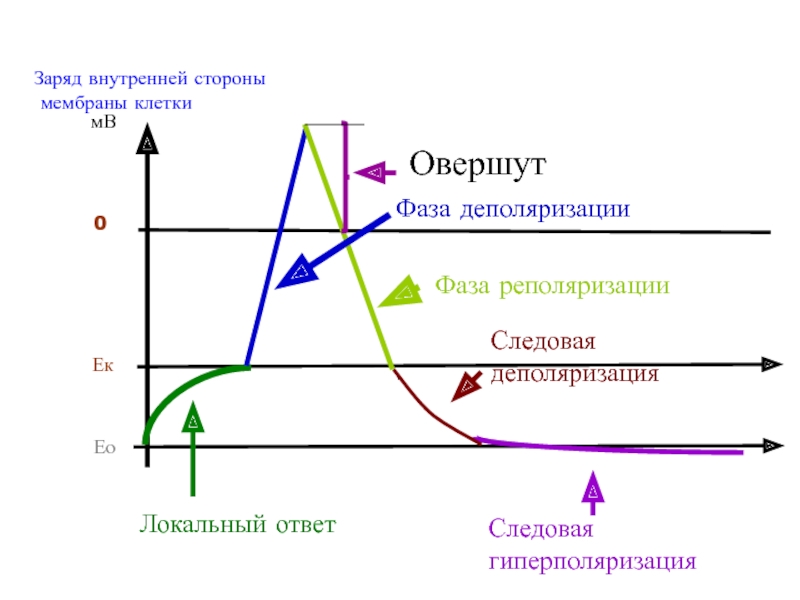 Фаза рисунок. Гиперполяризация потенциала действия. Гиперполяризация это в физиологии. Фазы потенциала действия следовая гиперполяризация. Следовая деполяризация это в физиологии.