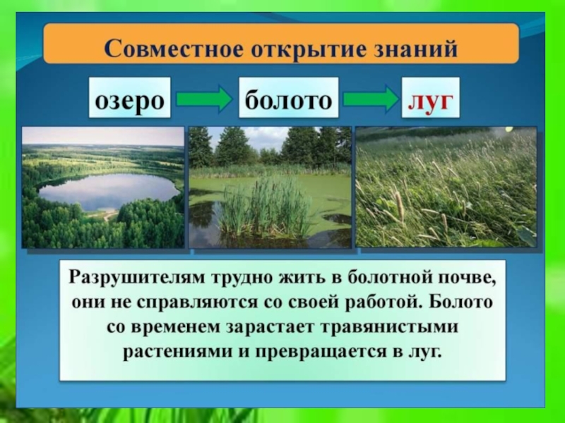 Выберите из списка озеро. Экосистема болота. Экосистема луг. Экосистема Луга. Производители болота.