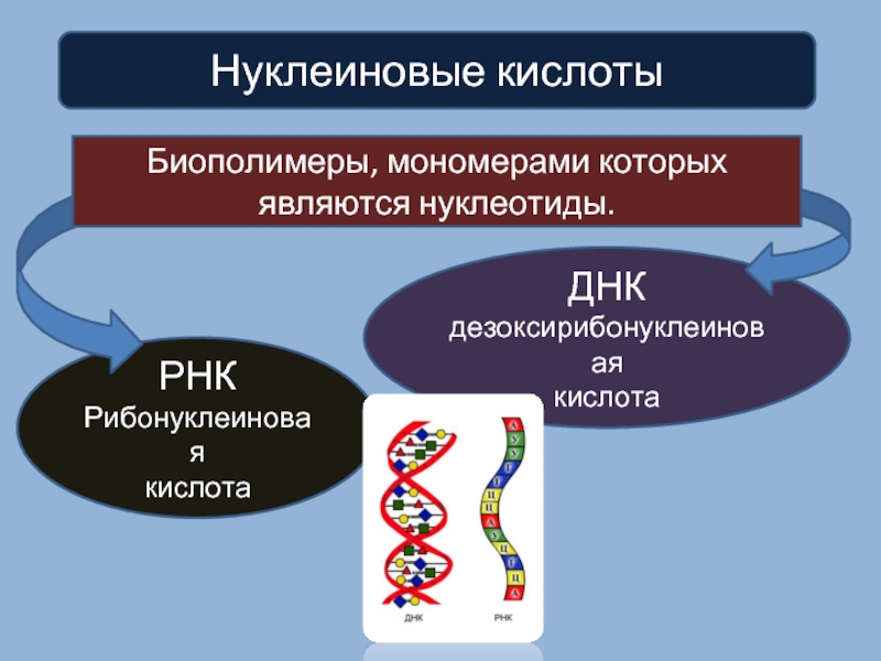 Мономером рнк является. Биополимеры нуклеиновые кислоты. Нуклеиновые кислоты биополимеры мономерами которых. Нуклеиновые кислоты РНК. Нуклеиновые кислоты это биополимеры мономерами которых являются.