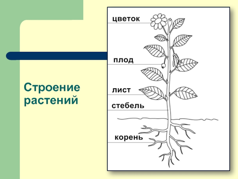 Строение растения картинка без подписей