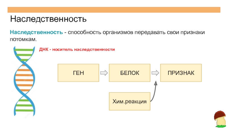 Рисунок наследственность по биологии