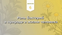 7.  Роль бактерий в природе и жизни человека