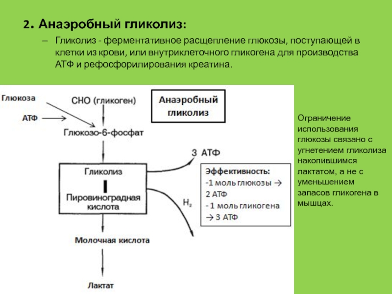 Гликолиз схема процесса