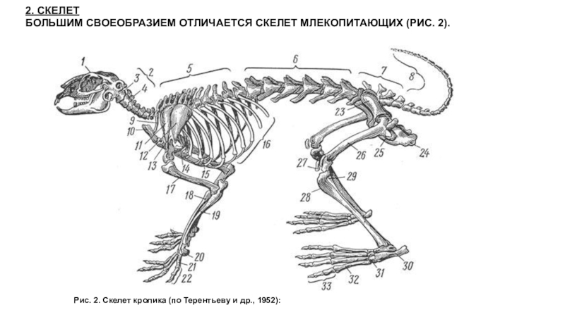 Презентация скелет млекопитающих