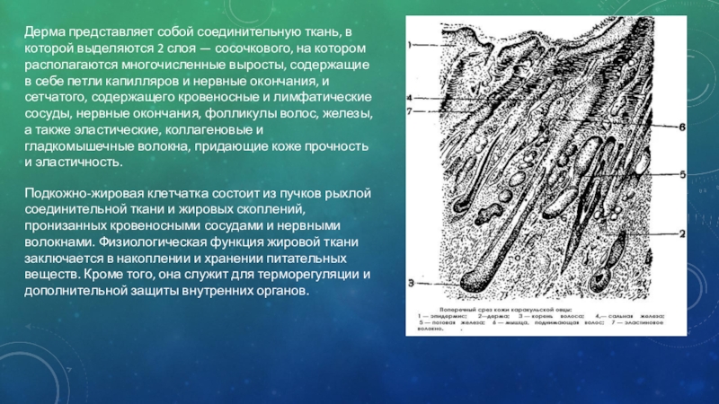 Папиллярный рисунок кожи обусловлен сосочковым слоем