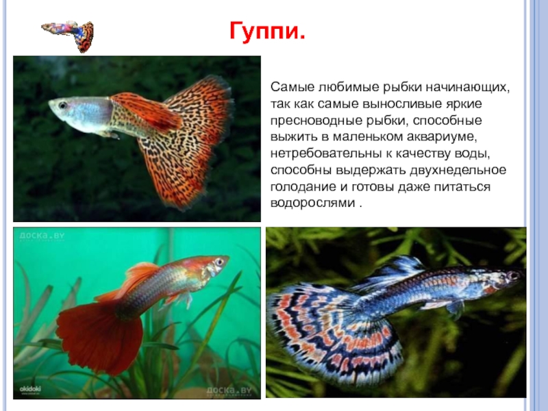 Гуппи рыбки виды фото и названия на русском языке
