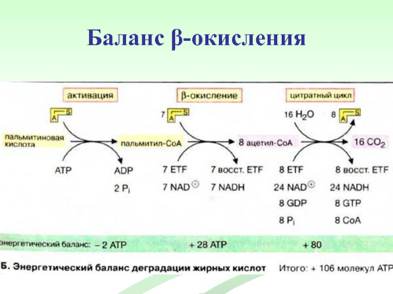 Остатки жиров. Энергетический баланс окисления глицерола. Энергетический баланс окисления триацилглицеринов в тканях. Депонирование жиров биохимия. Депонирование жирных кислот.