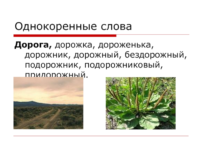 Дорогой однокоренные слова подобрать. Дорога однокоренные слова. Подорожник однокоренные слова. Однокориные Слава дорога. Однокоренные слова к слову дорога.