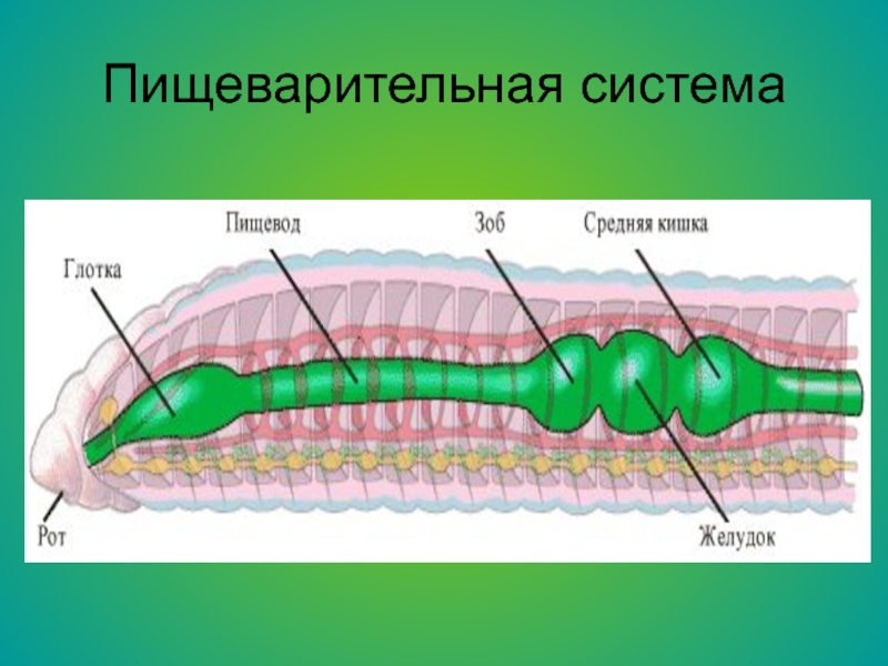 Замкнутая пищеварительная. Пищеварительной строения плоских червей. Пищеварительная система червя. Пищеварительная система плоского червя. Пищеварительная система ресничных червей.