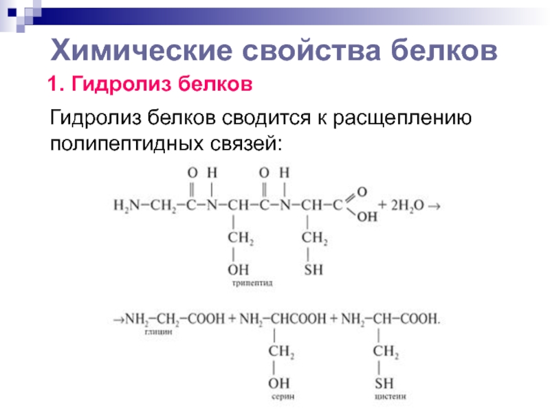 Гидролиз белка. Химические свойства белков. Важнейшие химические свойства белка. Перечислите химические свойства белков. Химическая характеристика белков.