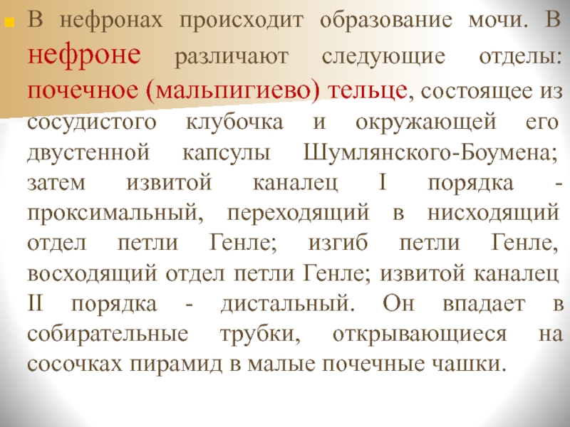 Что происходит с образованием в стране. В нефронах происходит образование мочи.