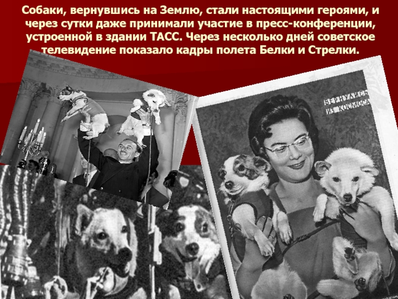 Собаки, вернувшись на Землю, стали настоящими героями, и через сутки даже принимали участие в пресс-конференции, устроенной в