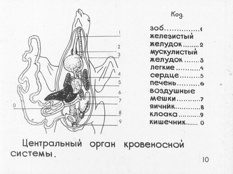 Внутреннее строение голубя рисунок с подписями