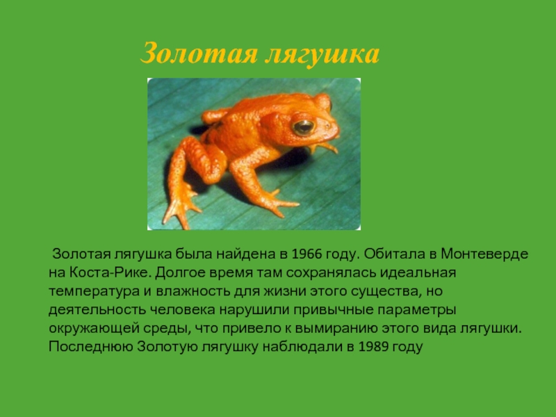Золотая лягушка была найдена в 1966 году. Обитала в Монтеверде на Коста-Рике. Долгое время там