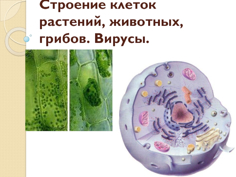 Строение клеток растений, животных, грибов. Вирусы 5 класс