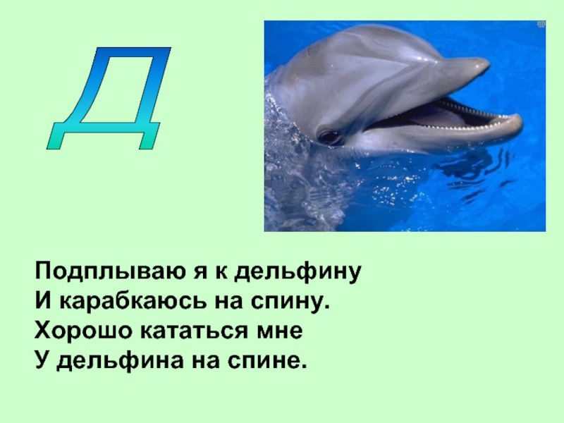 Загадка про дельфина. Стих про дельфина. Стихи про дельфинов для детей. Загадка про дельфина для детей. Загадки про дельфинов.