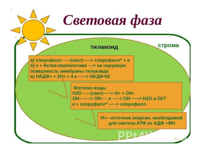 Фотолиз световой фазы. Хлорофилл световая фаза. Белки переносчики световой фазы. Световая фаза h2o. Роль хлорофилла в световой фазе фотосинтеза.