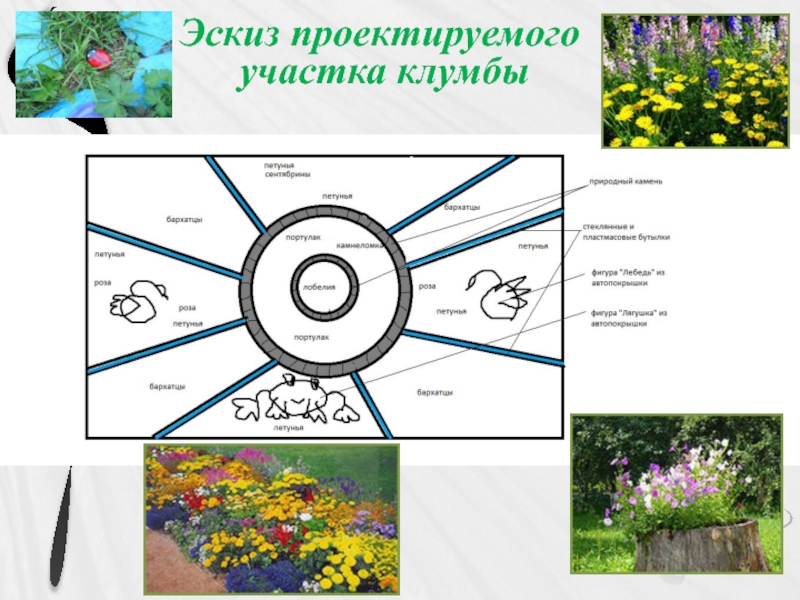 Клумба из геометрических фигур плюс чертеж