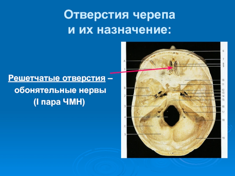 Через образовавшееся отверстие. Отверстия основания черепа анатомия. Кости основания черепа анатомия. Внутренняя Сонная артерия анатомия на черепе. Внутреннее основание черепа анатомия.