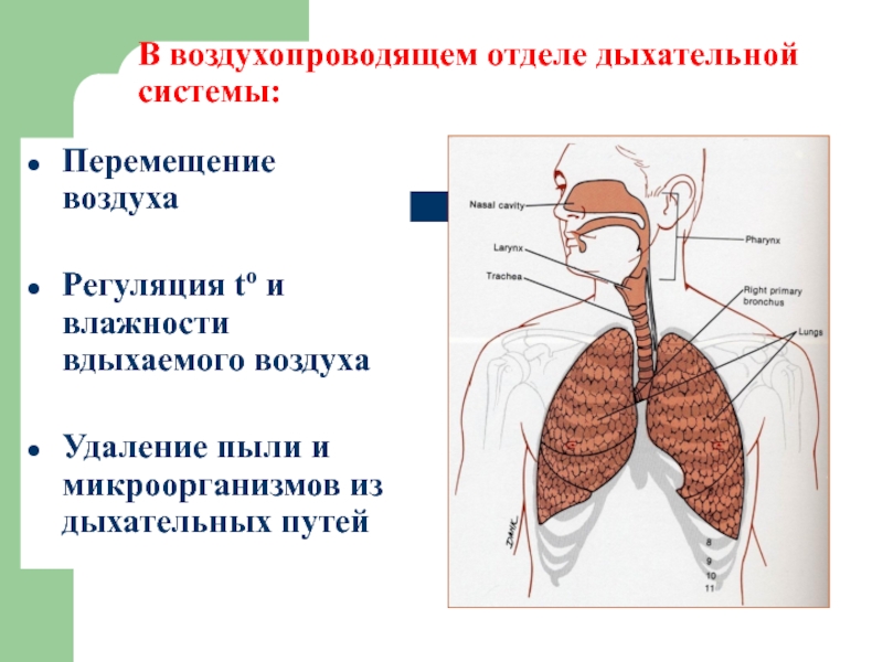 Дыхательная система человека анатомия презентация