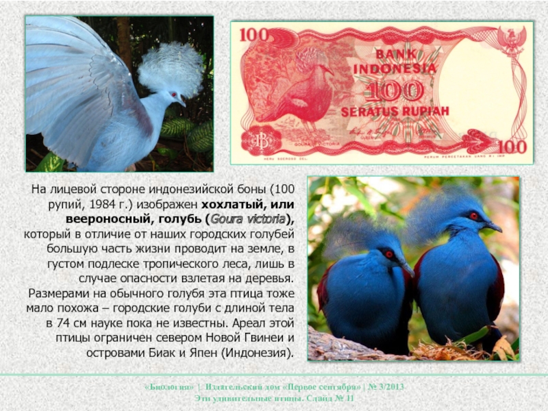 На лицевой стороне индонезийской боны (100 рупий, 1984 г.) изображен хохлатый, или веероносный, голубь (Goura victoria), который