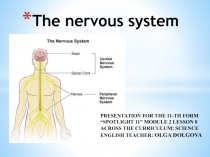 The nervous system 11 класс