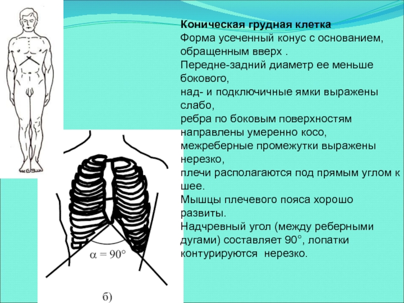 Формы грудной клетки. Коническая цилиндрическая и плоская грудная клетка. Форма грудной клетки плоская цилиндрическая коническая. Комическая форма грудной клетки. Фор а грудной Удетки коничнсеая.