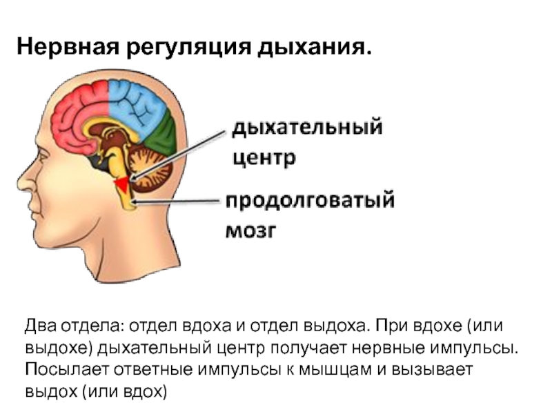 Дыхательный центр отдел мозга. Нервная регуляция дыхания. Регуляция дыхания нервная регуляция. Регуляция дыхания дыхательный центр. Нервная регуляция вдоха и выдоха.