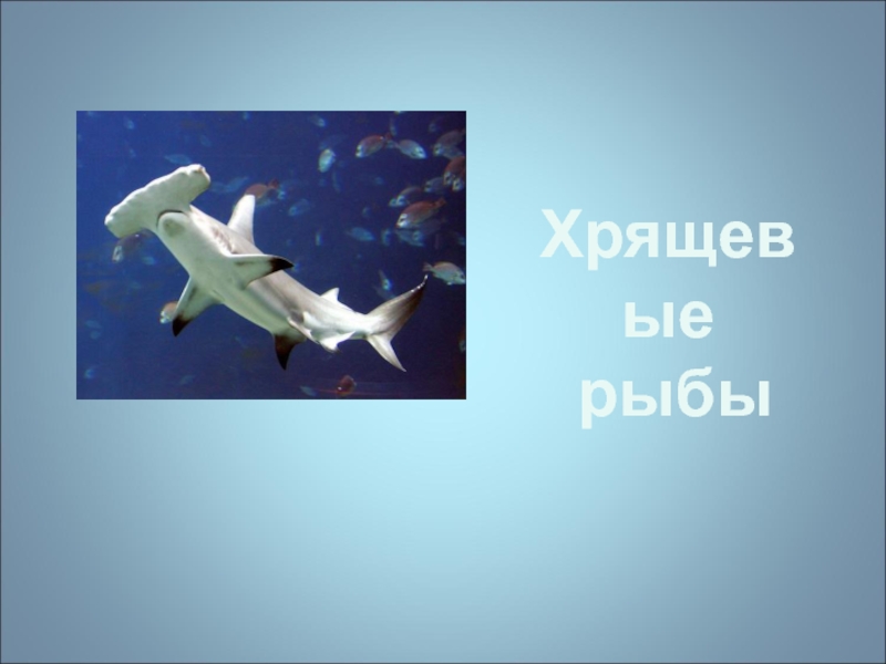 Презентация Хрящевые
рыбы