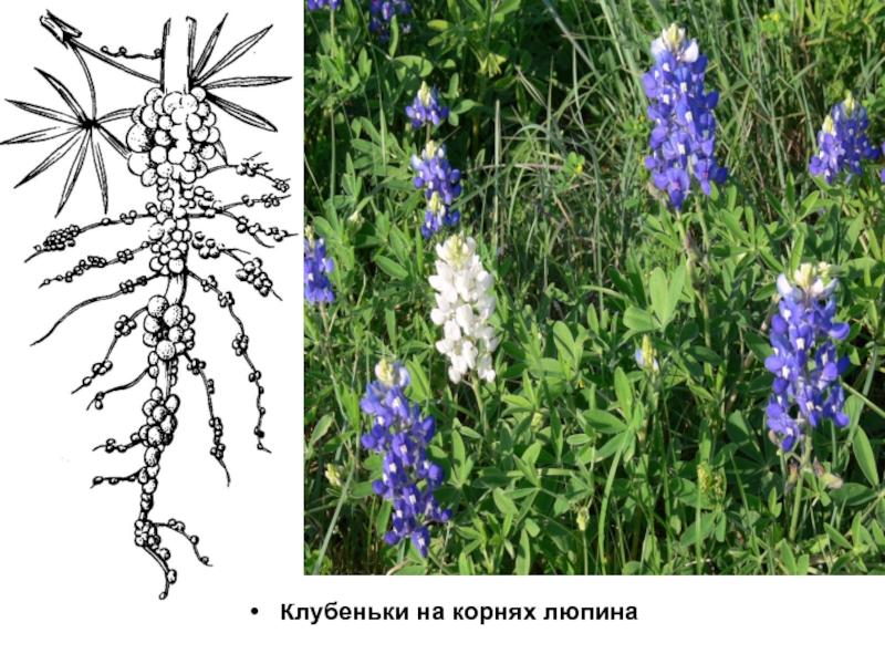 Строение цветка люпина схема