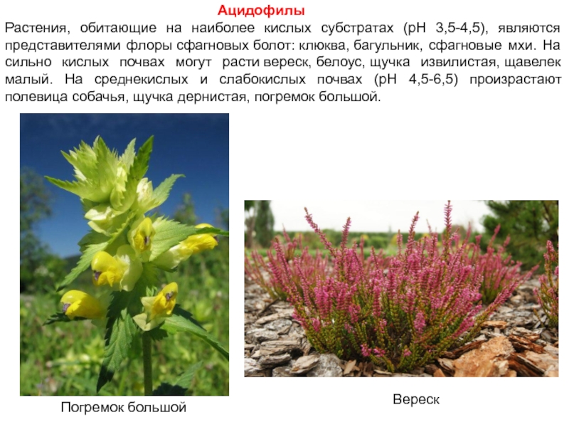 Растения растущие на кислых почвах фото и названия