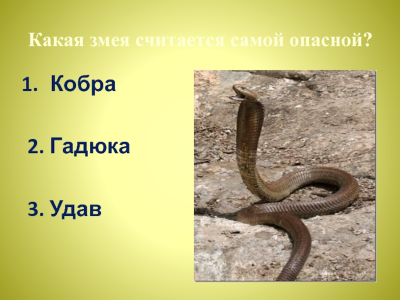 Змей в какой группе. Гадюка и Кобра. Какая самая опасная змея. Какая змея считается самой опасной.