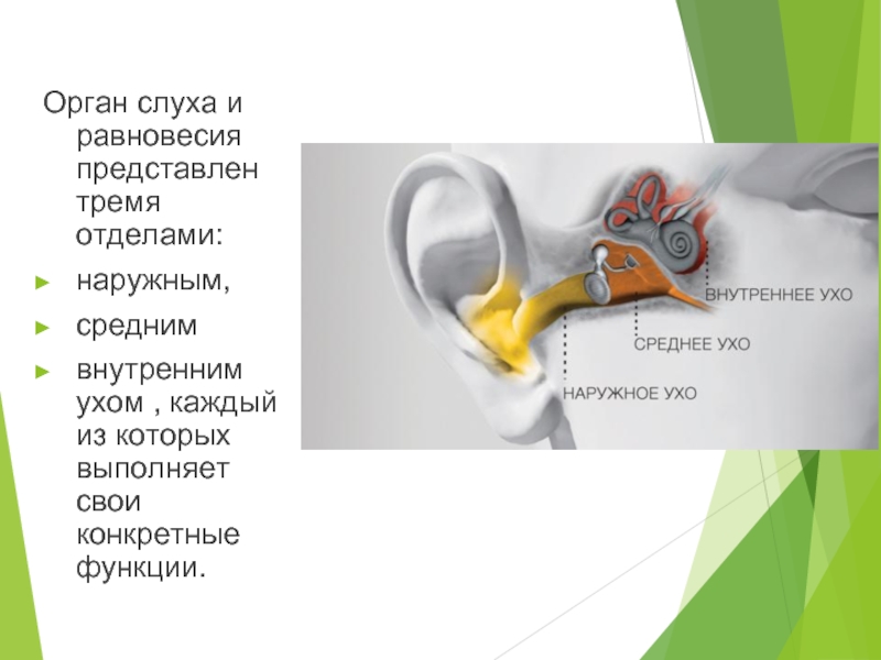 Орган слуха и равновесия представлен тремя отделами: наружным, средним внутренним ухом , каждый из которых выполняет свои