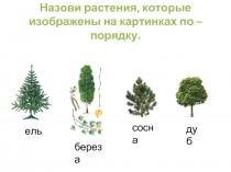 Назови растения, которые изображены на картинках по – порядку