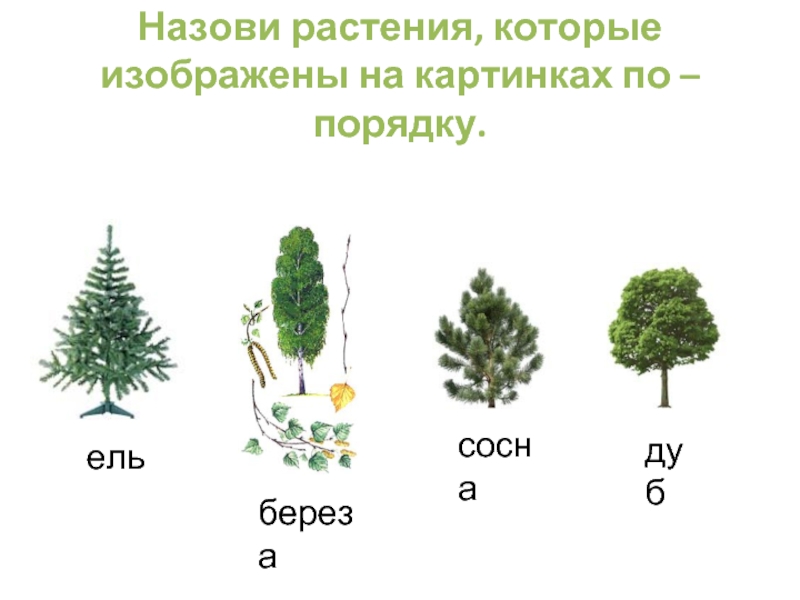Презентация Назови растения, которые изображены на картинках по – порядку