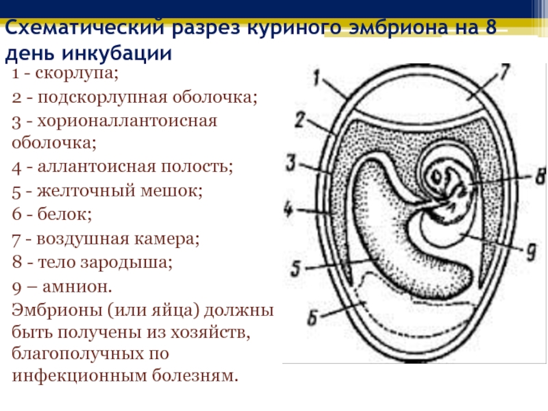 Зародышевые оболочки рисунок с подписями