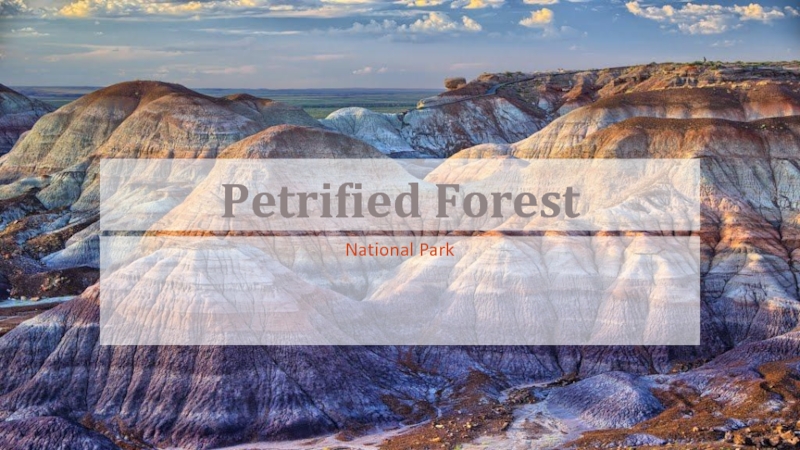 Презентация Petrified Forest 